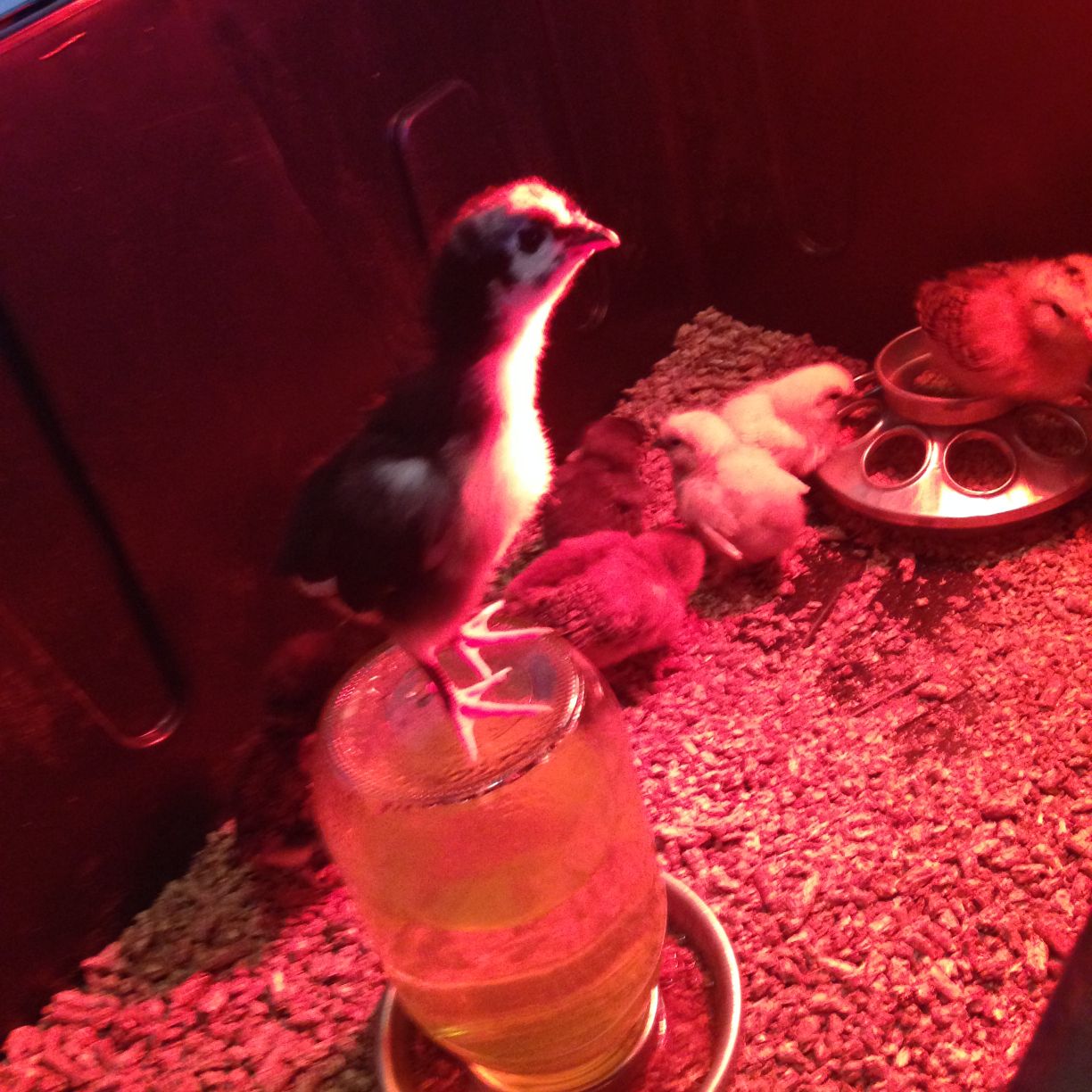 Readers show their chickens